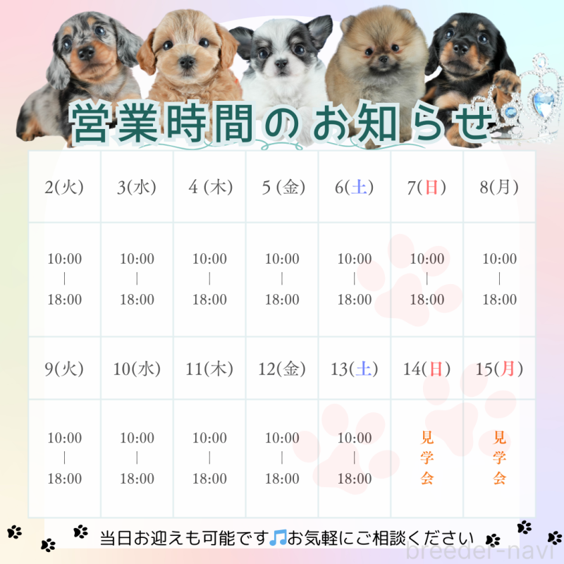 販売中の茨城県のチワックス:チワワ×ミニチュアダックスフンド-400049の4枚目